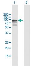 Anti-TNXB Mouse Polyclonal Antibody