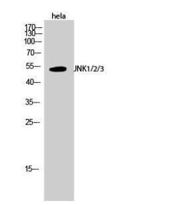 Western blot analysis of hela cells using Anti-SAPK Antibody