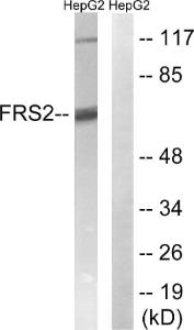 Western blot analysis of lysates from HepG2 cells using Anti-FRS2 Antibody. The right hand lane represents a negative control, where the antibody is blocked by the immunising peptide