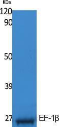 Western blot analysis of extracts from K562 cells using Anti-EF-1beta Antibody