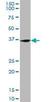 Anti-FZR1 Mouse Monoclonal Antibody [clone: 4C4]