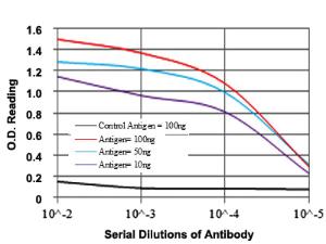 Anti-CD9 Mouse Monoclonal Antibody [clone: 5G6]