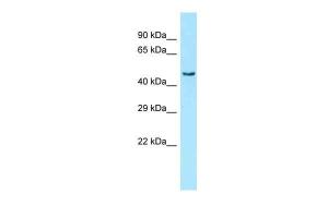 Anti-PRKAG3 Rabbit Polyclonal Antibody