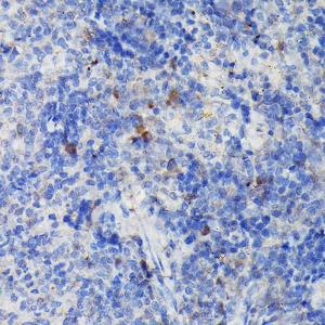 Anti-CCR3 Rabbit Polyclonal Antibody