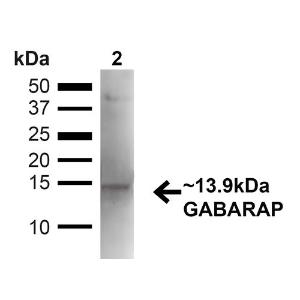 Anti-GABARAP antibody