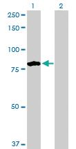 Anti-TNXB Rabbit Polyclonal Antibody