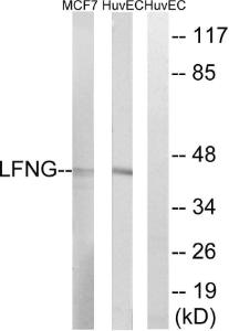 Western blot analysis of lysates from HUVEC and MCF-7 cells using Anti-LFNG Antibody. The right hand lane represents a negative control, where the antibody is blocked by the immunising peptide.