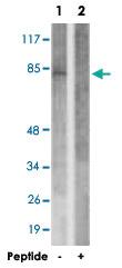 Anti-RAD17 Rabbit Polyclonal Antibody