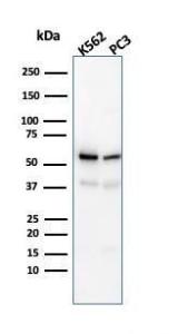 Western blot analysis of K562 and PC3 cell lysates using Anti-SERBP1 Antibody [SERBP1/3491]