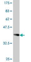 Anti-SHMT1 Mouse Polyclonal Antibody