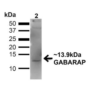 Anti-GABARAP antibody