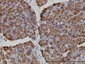 Anti-HERC3 Mouse Monoclonal Antibody [clone: 2C1]