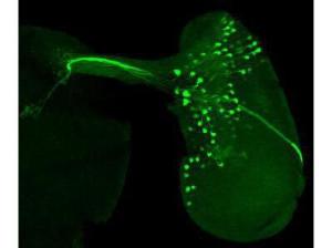 Anti-GFP 100 µg