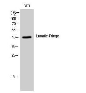 Western blot analysis of 3T3 cells using Anti-LFNG Antibody