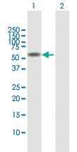 Anti-SPATA2 Rabbit Polyclonal Antibody