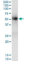 Anti-GAK Mouse Monoclonal Antibody