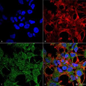 Anti-GABARAP antibody