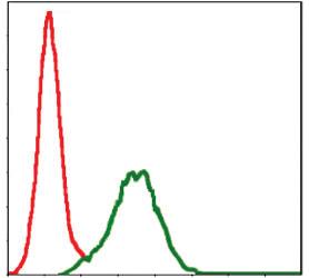 Anti-CD9 Mouse Monoclonal Antibody [clone: 5G6]