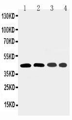 Anti-GAP43 Rabbit Polyclonal Antibody