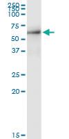 Anti-SPATA2 Rabbit Polyclonal Antibody