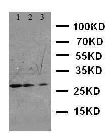 Anti-FADD Rabbit Polyclonal Antibody