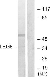 Anti-LEG8 antibody