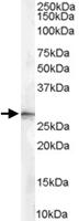 Anti-SFN Goat Polyclonal Antibody