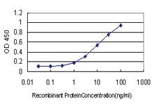 Anti-HERC3 Mouse Monoclonal Antibody [clone: 2C1]