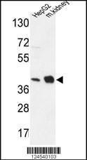 Anti-NDUFA10 Rabbit Polyclonal Antibody (APC (Allophycocyanin))