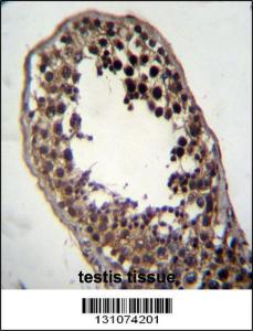 Anti-FSTL3 Rabbit Polyclonal Antibody (FITC (Fluorescein Isothiocyanate))