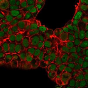 Immunofluorescent analysis of PFA fixed MCF-7 cells stained with Anti-Nucleolin Antibody [SPM614] followed by Goat Anti-Mouse IgG (CF and #174; 488) (Green). Membrane is stained with Phalloidin-CF and #174; 640