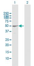 Anti-BCL3 Rabbit Polyclonal Antibody