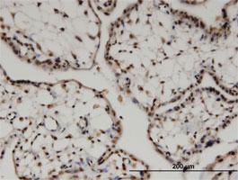 Anti-FZR1 Mouse Monoclonal Antibody [clone: 4C4]