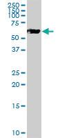 Anti-PSAP Mouse Polyclonal Antibody