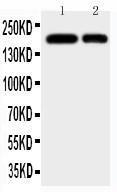 Anti-CD11b Rabbit Antibody