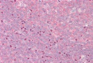 Anti-GRIPAP1 Antibody (A82997) (3.75 µg/ml) staining of paraffin embedded Human Tonsil. Steamed antigen retrieval with citrate buffer pH 6, AP-staining