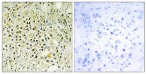 Anti-LEG8 antibody