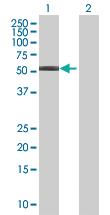 Anti-PSAP Mouse Polyclonal Antibody