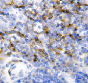 Anti-IL7 Rabbit Polyclonal Antibody