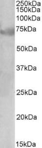 Anti-DMTF1 Antibody (A82998) (1 µg/ml) staining of Human Lung lysate (35 µg protein in RIPA buffer). Primary incubation was 1 hour. Detected by chemiluminescence