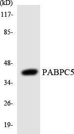 Anti-PABPC5 Rabbit Polyclonal Antibody