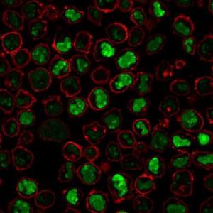 Immunofluorescent analysis of PFA fixed K562 cells stained with Anti-Nucleolin Antibody [SPM614] followed by Goat Anti-Mouse IgG (CF and #174; 488) (Green). Membrane is stained with Phalloidin-CF and #174; 640