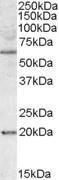 Antibody anti-BAG4 100 µg