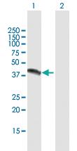 Anti-NR1I3 Mouse Polyclonal Antibody