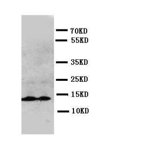 Anti-IL13 Rabbit Polyclonal Antibody