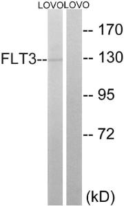 Western blot analysis of lysates from LOVO cells using Anti-FLT3 Antibody. The right hand lane represents a negative control, where the antibody is blocked by the immunising peptide.