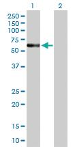 Anti-ENTPD4 Mouse Polyclonal Antibody