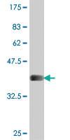 Anti-CENPJ Mouse Polyclonal Antibody