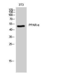 Anti-PPAR-alpha antibody