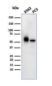 Western blot analysis of K562 and PC3 cell lysates using Anti-SERBP1 Antibody [SERBP1/3492]